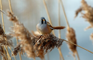 Bearded tit (bearded reedling) feeding in the reeds