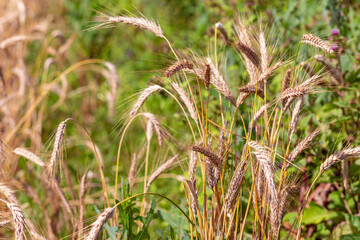 Wheat field on a summer sunny day. Cultivation of cereals in Belarus. Beautiful summer background. Bright natural rich background. Meadows and fields of Belarus.