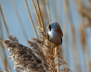 Bearded tit (bearded reedling) feeding in the reeds