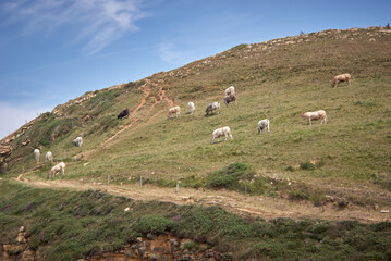 Pasto de vacas en montaña