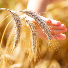 The girl strokes a wheat spikelet. The mood of pacification, calmness and relaxation from the...