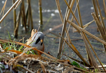 Bearded tit (bearded reedling) feeding in the reeds
