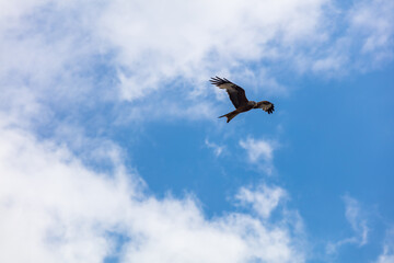 Greifvogel