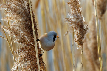 Bearded tit (bearded reedling) feeding in the reeds