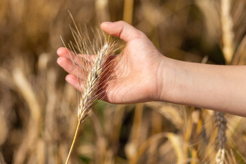 The girl strokes a wheat spikelet. The mood of pacification, calmness and relaxation from the...