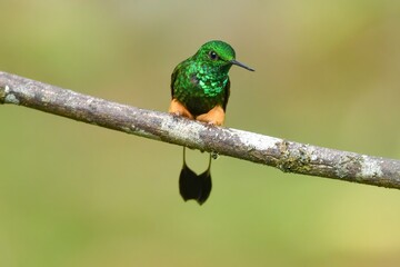 アンデスのラケットハチドリ