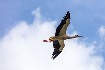Klapperstorch, Storch, Weißstorch