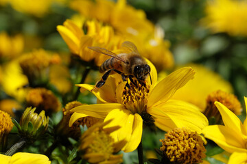 A yellow sea of flowers in the sunlight with a bee looking for nectar - Stockphoto