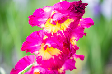 pink gladiolus for picking yourself in the field, gladiolus in different colors