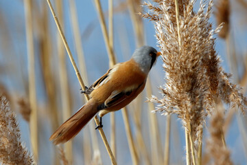 Bearded tit (bearded reedling) feeding in the reeds