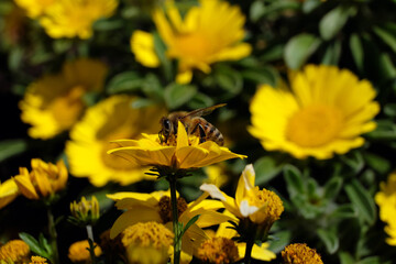 A yellow sea of flowers in the sunlight with a bee looking for nectar - Stockphoto