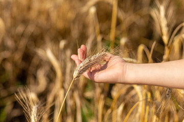 The girl strokes a wheat spikelet. The mood of pacification, calmness and relaxation from the...