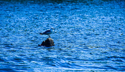Fototapeta premium gull perched on a rock in the middle of a lace in a Canadian forest in Quebec
