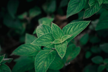 The background from the various foliage that is green in the afternoon