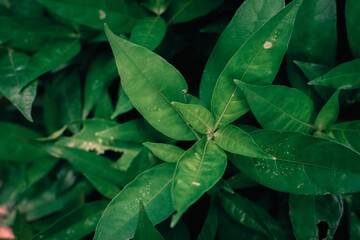Fototapeta premium The background from the various foliage that is green in the afternoon