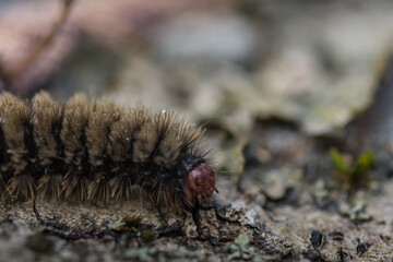 brown caterpillar on a tree trunk in the forest
