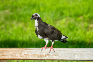 a young pigeon on a wooden railing