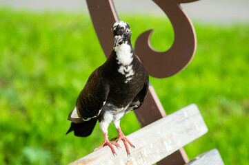 a young pigeon on a wooden railing