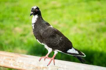 a young pigeon on a wooden railing