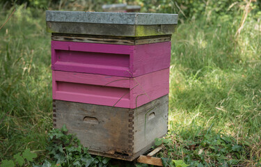 Pink Bee Hive in an Orchard in Rural Devon, England, UK