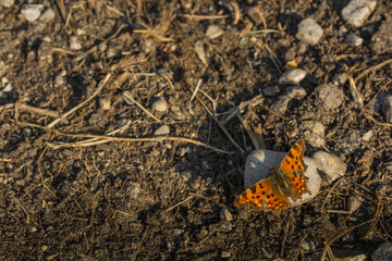 orange butterfly on a stone