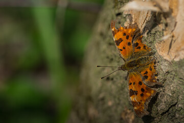 orange torn butterfly on a tree trunk