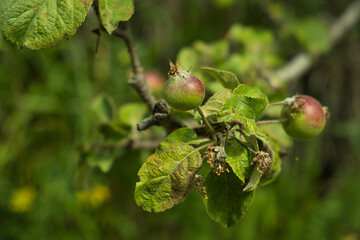 green apple tree