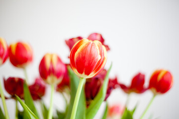 Foto dettaglio di tulipani rossi e gialli. Semi e steli.