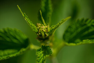 Grass macro outdoors in summer