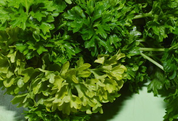 Macro photography of fresh parsley leaves. Spicy seasoning for first and second courses. An element of decoration of culinary delights.