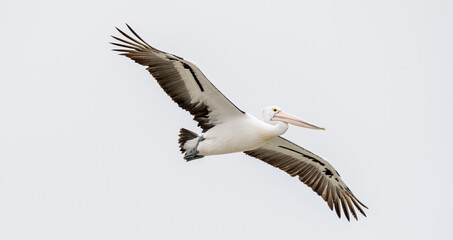Fototapeta na wymiar Australian Pelican soaring through the sky