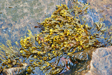 Brown algae White Sea Fucus