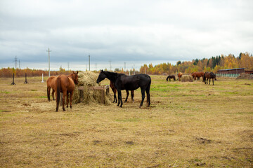 flock of beautiful horses graze in an autumn meadow next to a haystack behind a fence