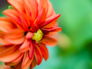 beautiful orange flower close-up