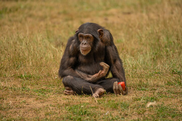 Chimpanzé