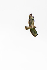 One common buzzard bird, bird of pray, buteo buteo, in flight against a white sky