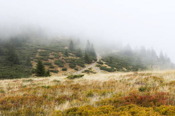 Misty morning in the mountains . Mysterious landscape pine trees.