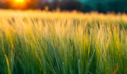 Obraz premium Weizen Feld