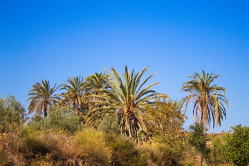 Idyllic palm field in a tropical setting