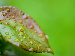 leaf detail  with rain droplets