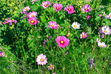 flowers in the grass