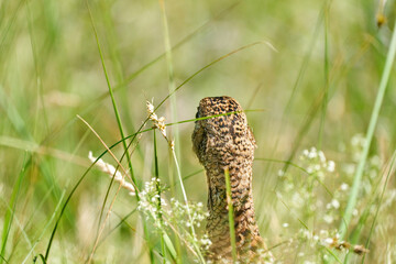 Obraz premium A pheasant bird head, stands on a meadow in the middle of field flowers and grass. Seen from behind