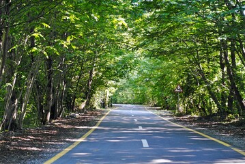 Fototapeta na wymiar A beautiful treelined country road with sun rays seeking through the foliage 