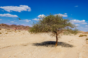 Lonely tree in stone desert of Timna geological park, Israel