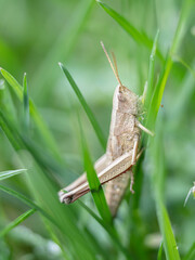 close-up detail macro shot of a grasshopper