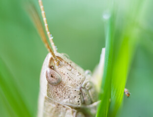 close-up detail macro shot of a grasshopper