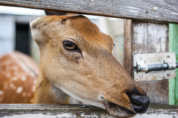 Ufa, Russia July 20, 2020 animals deer ostriches and camels on a cozy farm behind a wooden fence