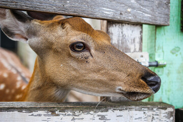 Ufa, Russia July 20, 2020 animals deer ostriches and camels on a cozy farm behind a wooden fence