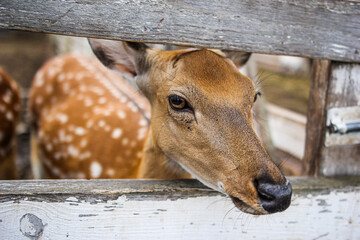 Ufa, Russia July 20, 2020 animals deer ostriches and camels on a cozy farm behind a wooden fence