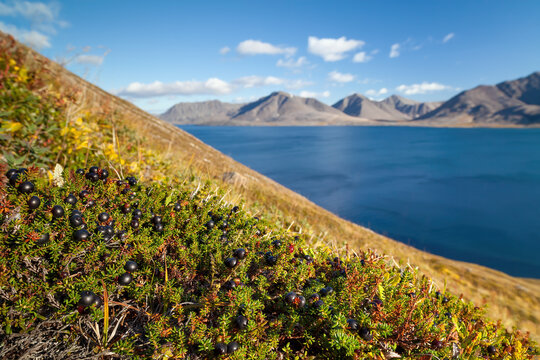 Arctic landscape. Black crowberry (Empetrum nigrum) berry on the hillside. View of the bay and mountains. Tundra plants. Wild northern berries of the polar region. Nature of Chukotka and Siberia.